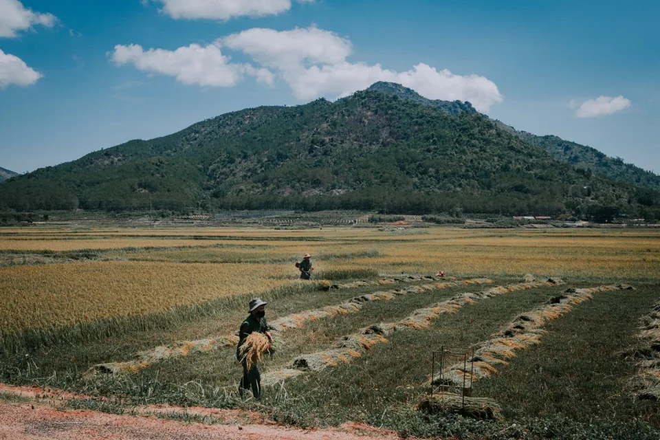 Kho gạo của Lê Thị Tám